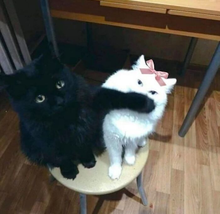 86 Hilariously Chaotic Animal Pics That Hit Harder Than Monday Morning (New Pics)