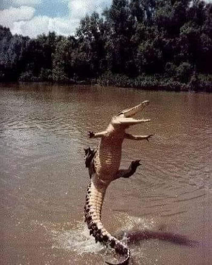 86 Hilariously Chaotic Animal Pics That Hit Harder Than Monday Morning (New Pics)