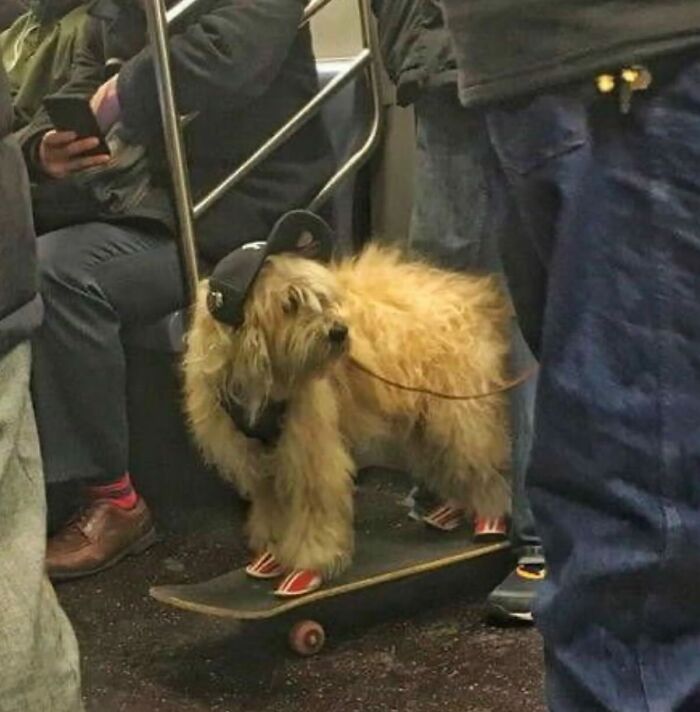 86 Hilariously Chaotic Animal Pics That Hit Harder Than Monday Morning (New Pics)