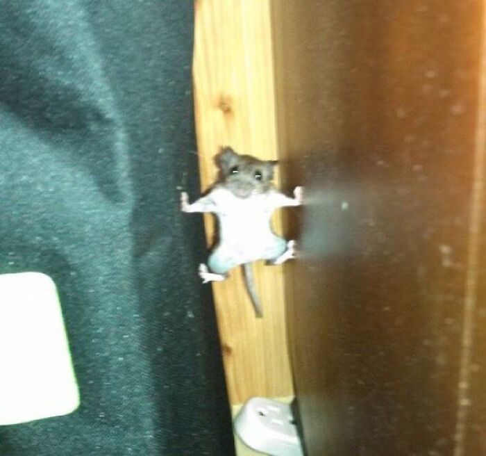 86 Hilariously Chaotic Animal Pics That Hit Harder Than Monday Morning (New Pics)