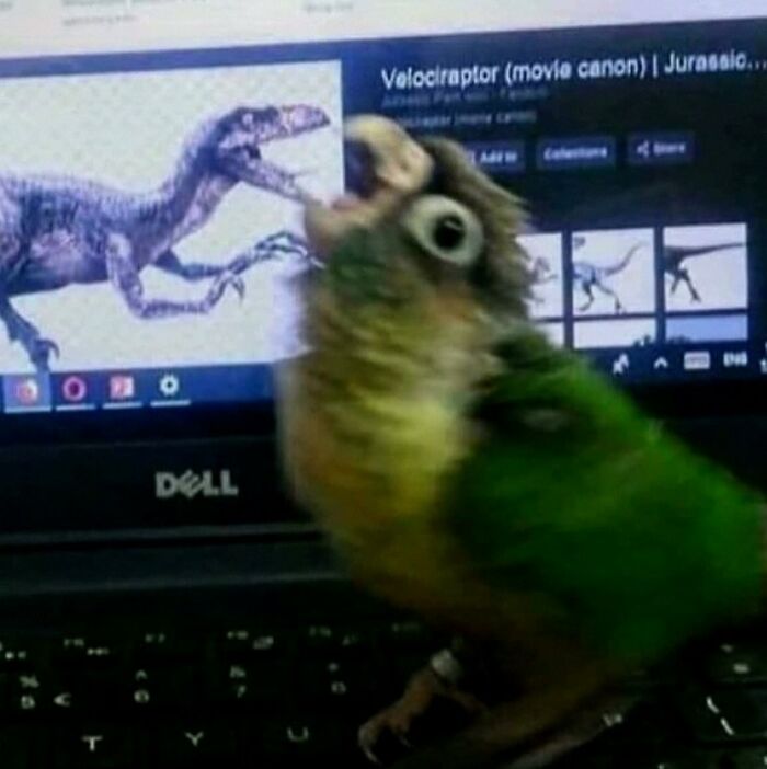 86 Hilariously Chaotic Animal Pics That Hit Harder Than Monday Morning (New Pics)