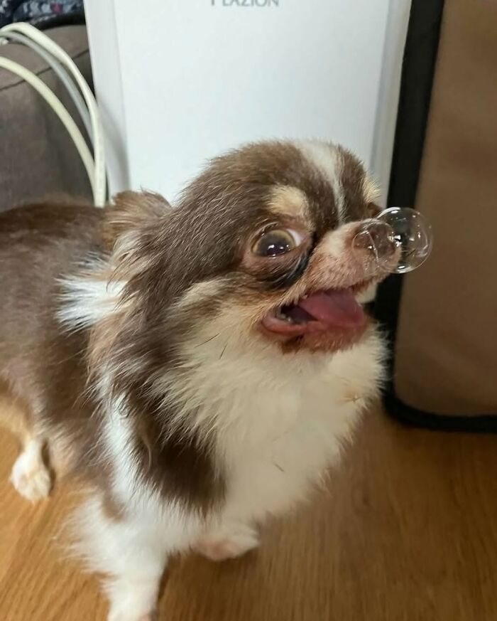 86 Hilariously Chaotic Animal Pics That Hit Harder Than Monday Morning (New Pics)
