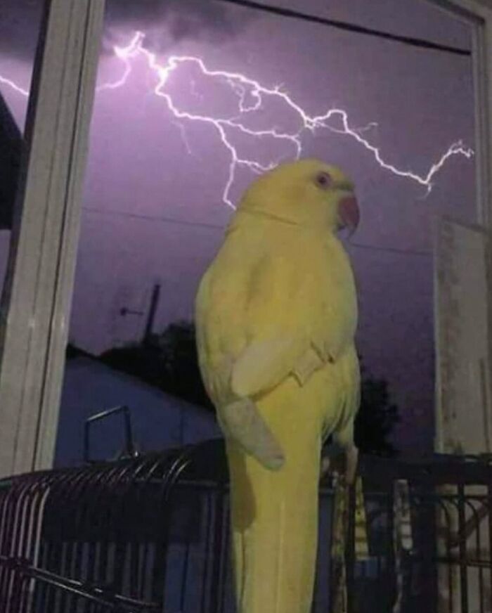 86 Hilariously Chaotic Animal Pics That Hit Harder Than Monday Morning (New Pics)