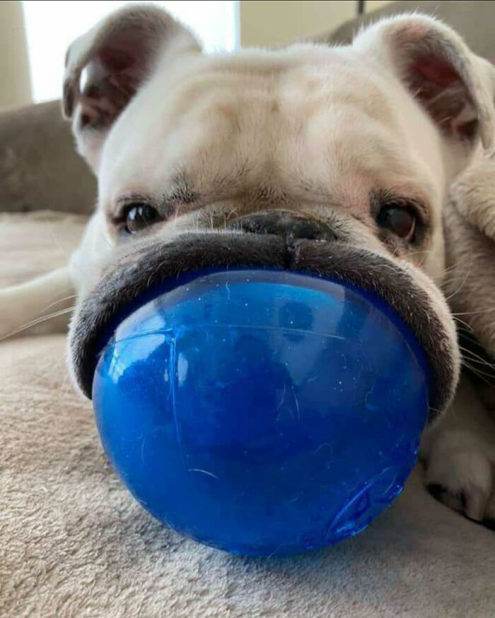 86 Hilariously Chaotic Animal Pics That Hit Harder Than Monday Morning (New Pics)