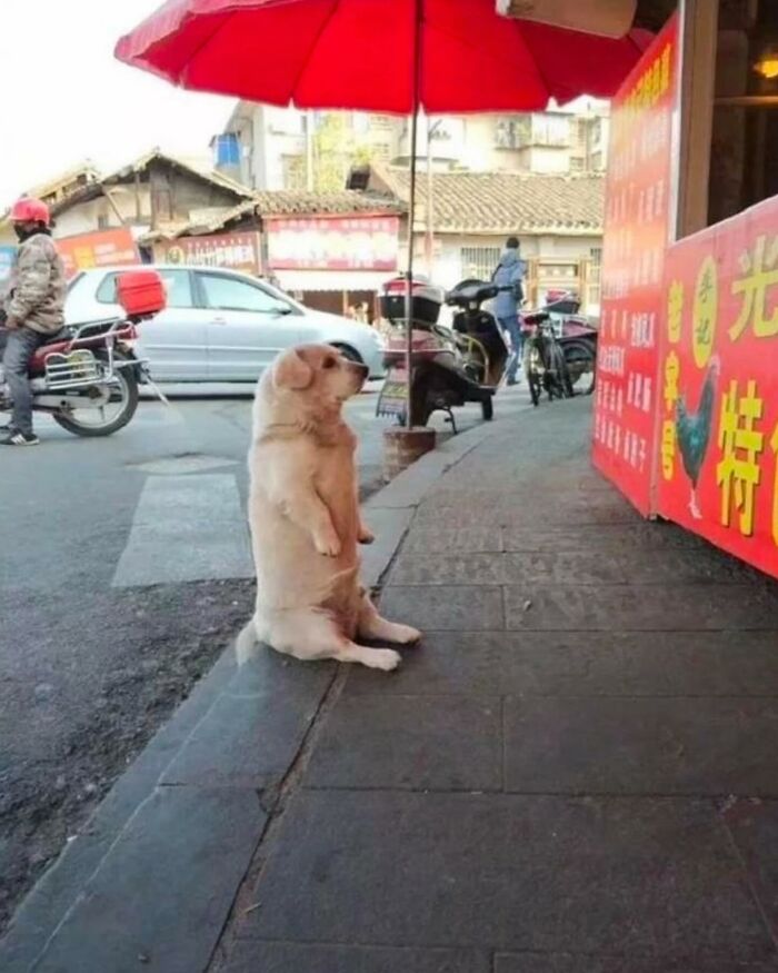 86 Hilariously Chaotic Animal Pics That Hit Harder Than Monday Morning (New Pics)