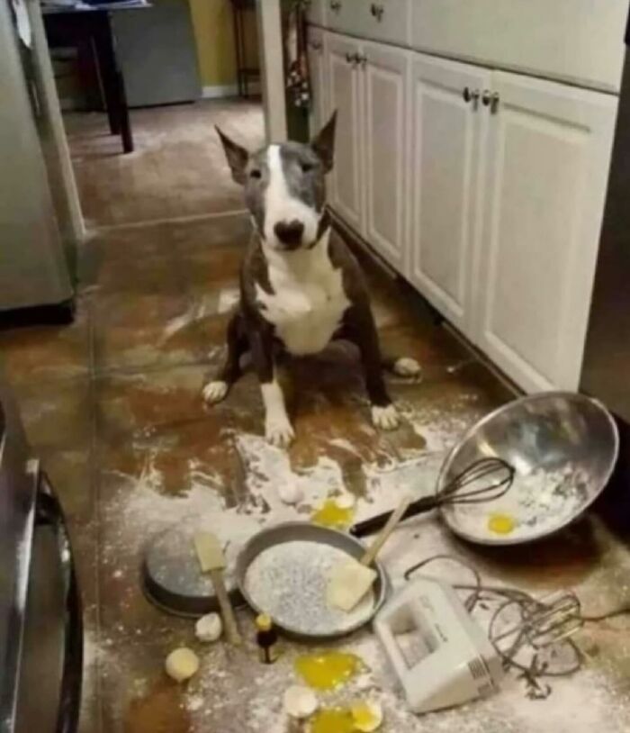 86 Hilariously Chaotic Animal Pics That Hit Harder Than Monday Morning (New Pics)