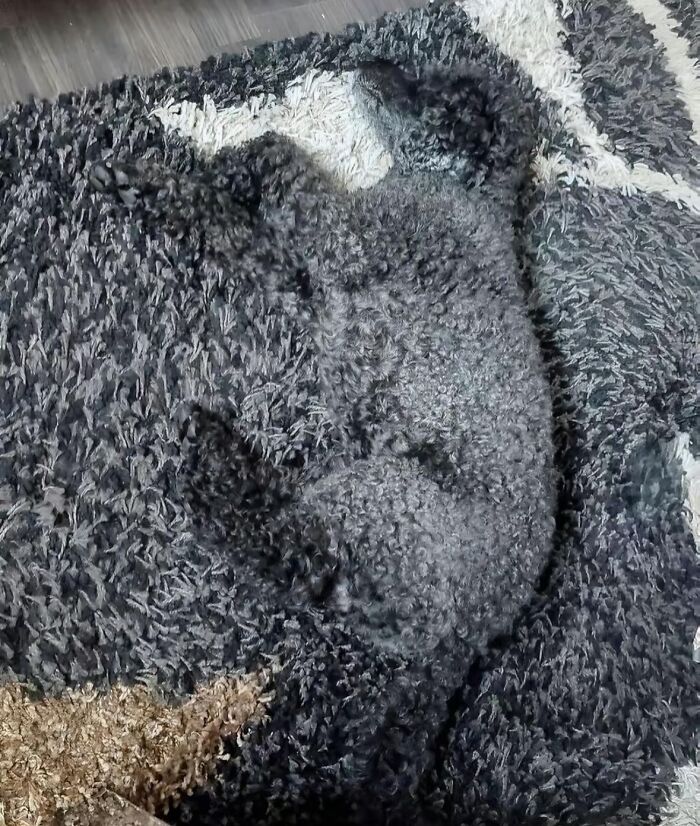 86 Hilariously Chaotic Animal Pics That Hit Harder Than Monday Morning (New Pics)