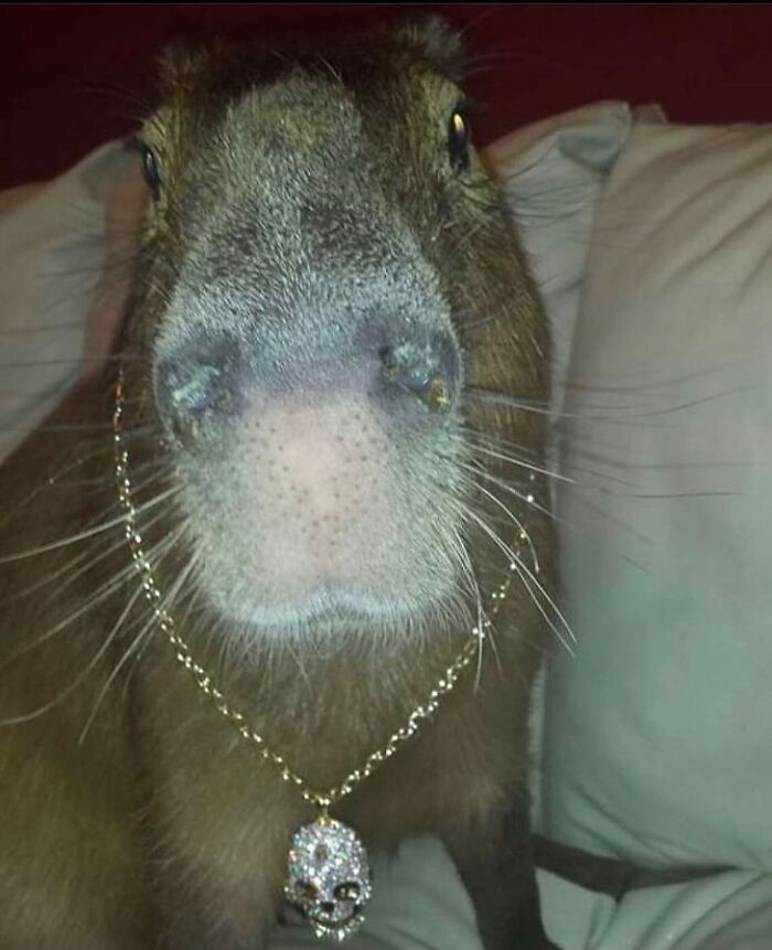 86 Hilariously Chaotic Animal Pics That Hit Harder Than Monday Morning (New Pics)