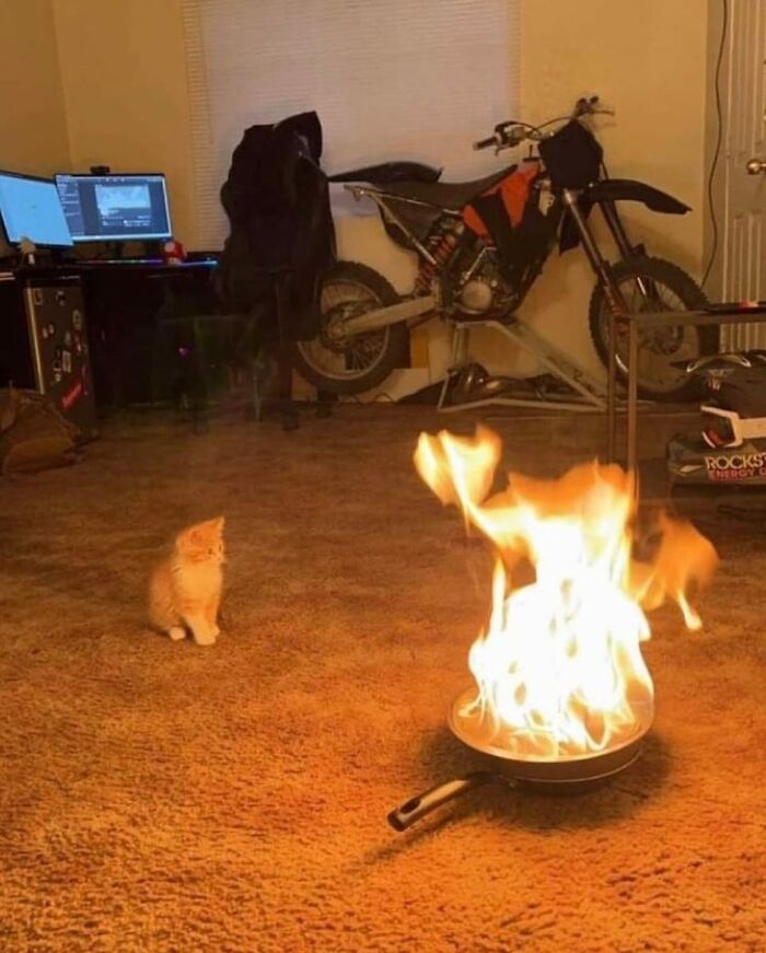 86 Hilariously Chaotic Animal Pics That Hit Harder Than Monday Morning (New Pics)