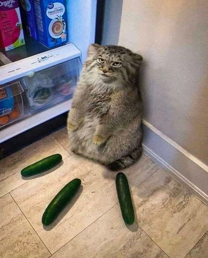 86 Hilariously Chaotic Animal Pics That Hit Harder Than Monday Morning (New Pics)
