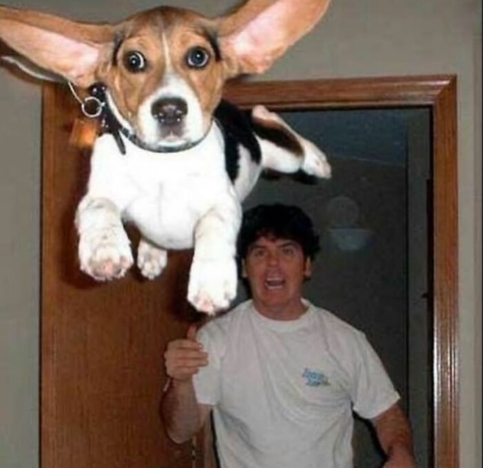 86 Hilariously Chaotic Animal Pics That Hit Harder Than Monday Morning (New Pics)