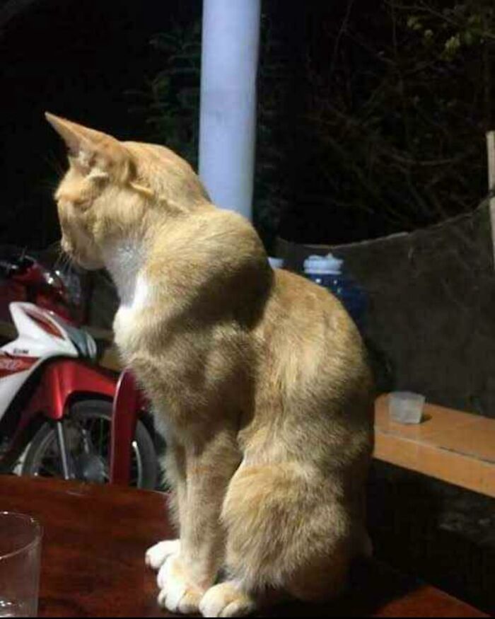 86 Hilariously Chaotic Animal Pics That Hit Harder Than Monday Morning (New Pics)