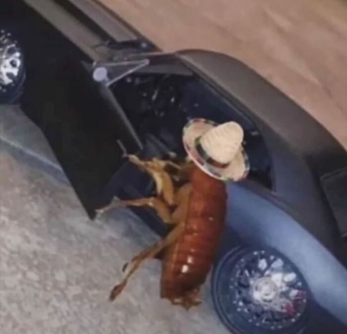 86 Hilariously Chaotic Animal Pics That Hit Harder Than Monday Morning (New Pics)