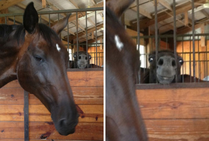 118 Hilariously Unphotogenic Animal Pics To Make Your Day Better (New Pics)