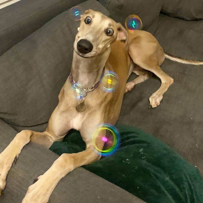 118 Hilariously Unphotogenic Animal Pics To Make Your Day Better (New Pics)