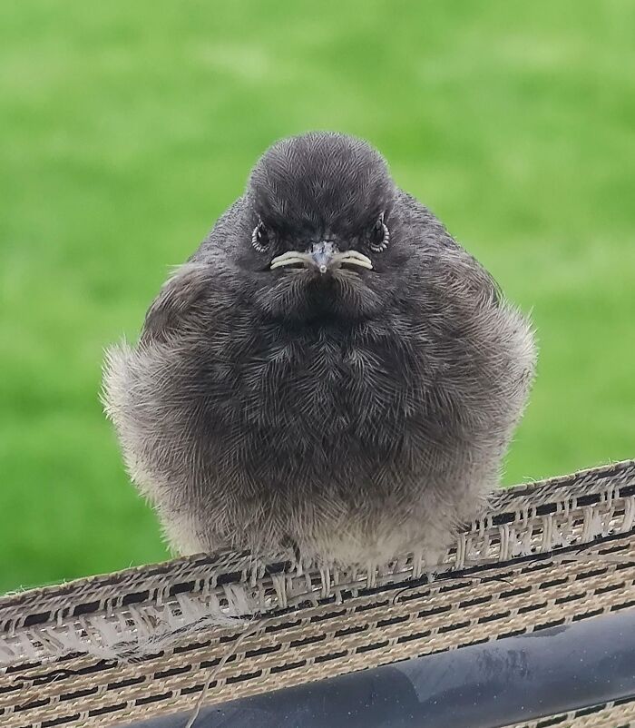 118 Hilariously Unphotogenic Animal Pics To Make Your Day Better (New Pics)