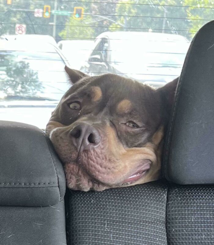 118 Hilariously Unphotogenic Animal Pics To Make Your Day Better (New Pics)