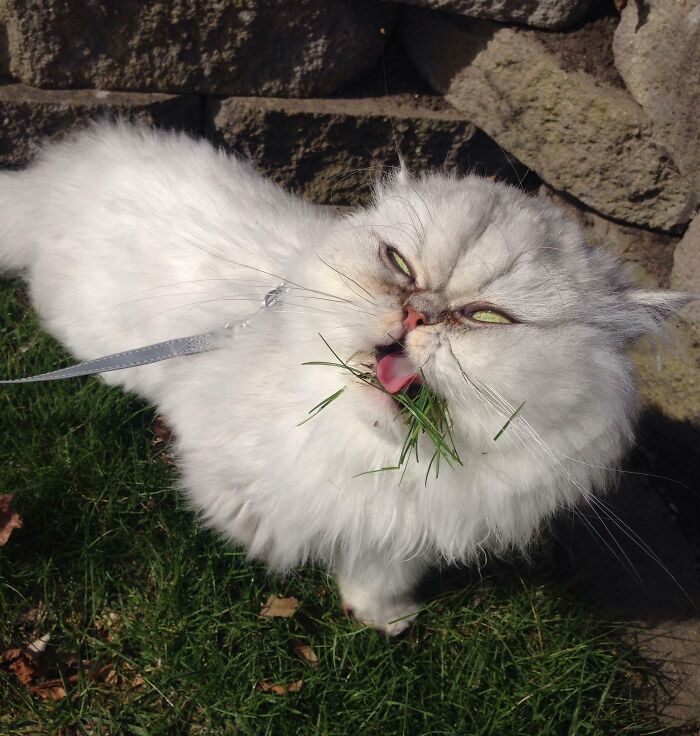 118 Hilariously Unphotogenic Animal Pics To Make Your Day Better (New Pics)