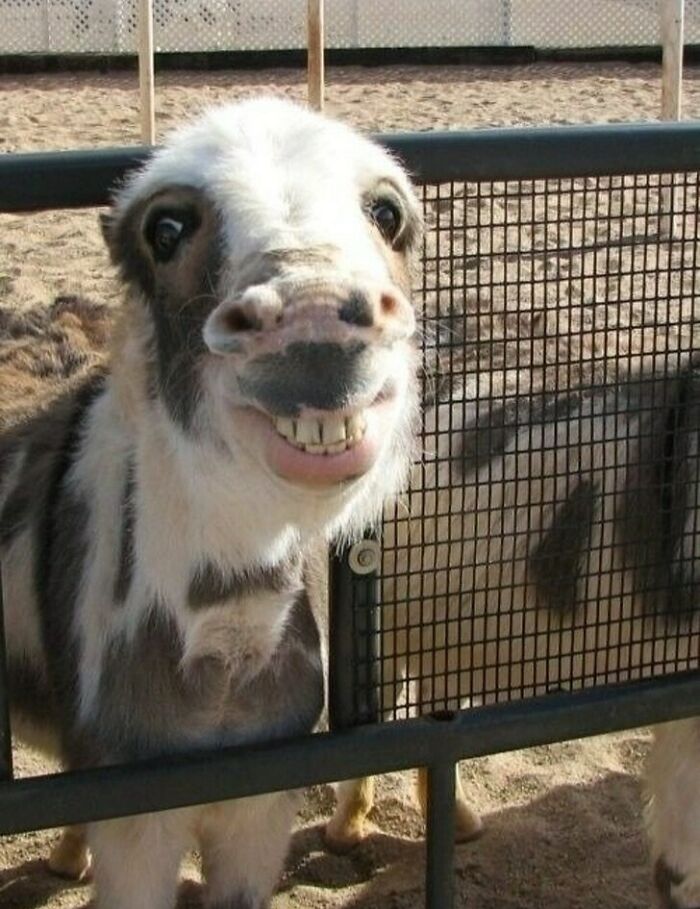 118 Hilariously Unphotogenic Animal Pics To Make Your Day Better (New Pics)