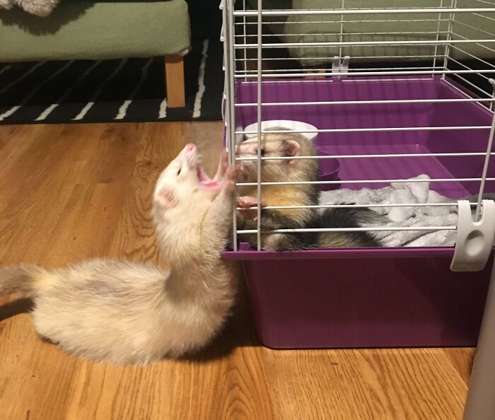 118 Hilariously Unphotogenic Animal Pics To Make Your Day Better (New Pics)