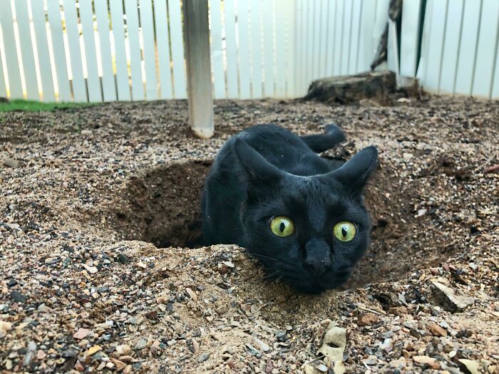 118 Hilariously Unphotogenic Animal Pics To Make Your Day Better (New Pics)