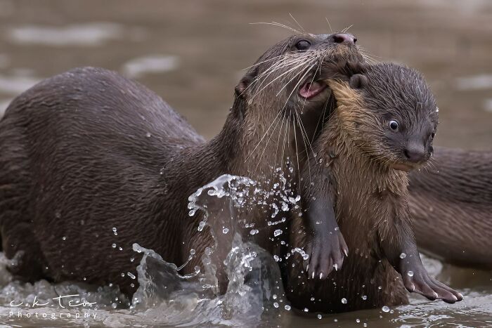 118 Hilariously Unphotogenic Animal Pics To Make Your Day Better (New Pics)