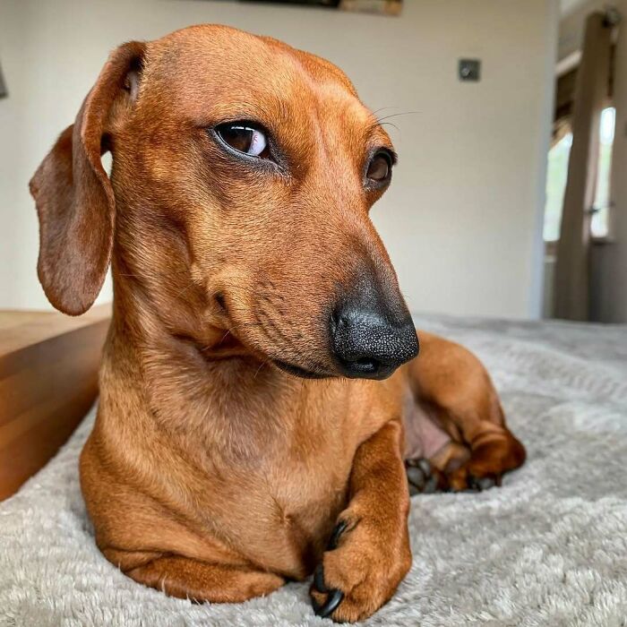 118 Hilariously Unphotogenic Animal Pics To Make Your Day Better (New Pics)