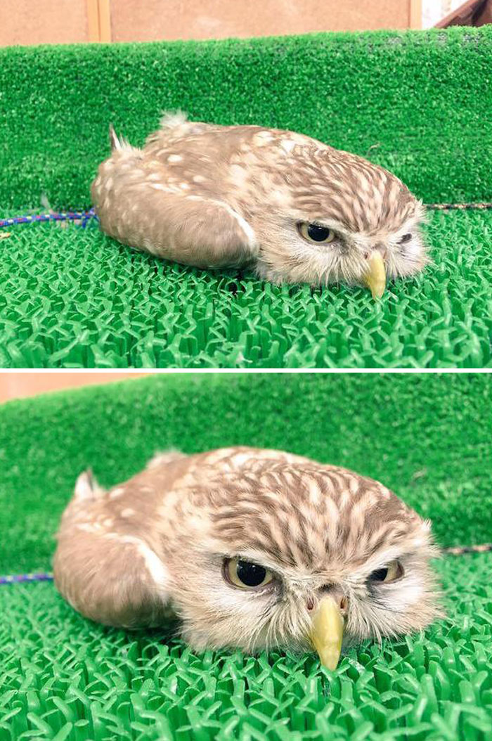 118 Hilariously Unphotogenic Animal Pics To Make Your Day Better (New Pics)