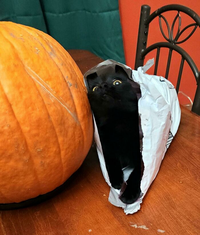 118 Hilariously Unphotogenic Animal Pics To Make Your Day Better (New Pics)