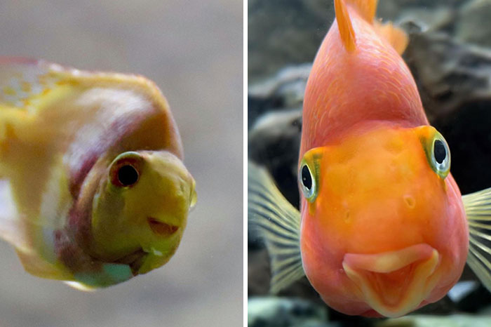 118 Hilariously Unphotogenic Animal Pics To Make Your Day Better (New Pics)