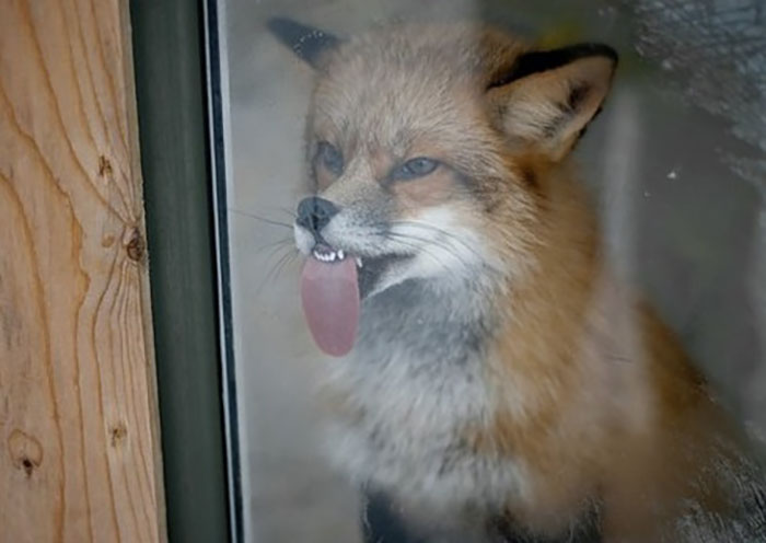 118 Hilariously Unphotogenic Animal Pics To Make Your Day Better (New Pics)