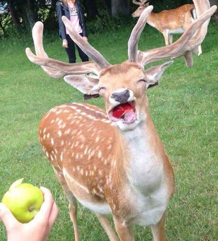 118 Hilariously Unphotogenic Animal Pics To Make Your Day Better (New Pics)