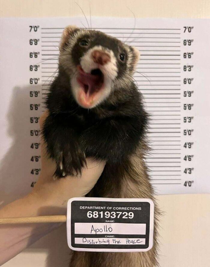 118 Hilariously Unphotogenic Animal Pics To Make Your Day Better (New Pics)