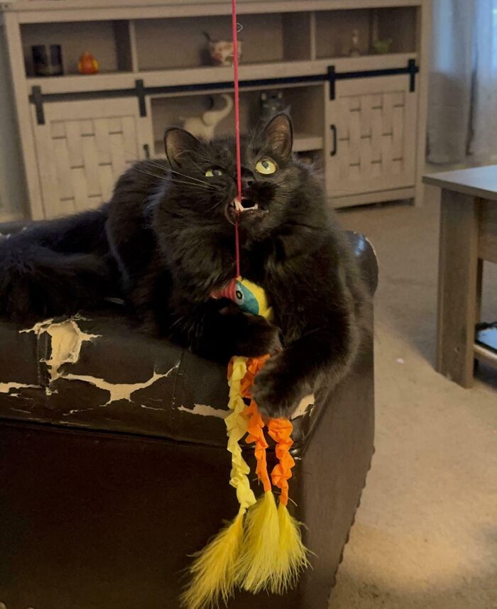 118 Hilariously Unphotogenic Animal Pics To Make Your Day Better (New Pics)