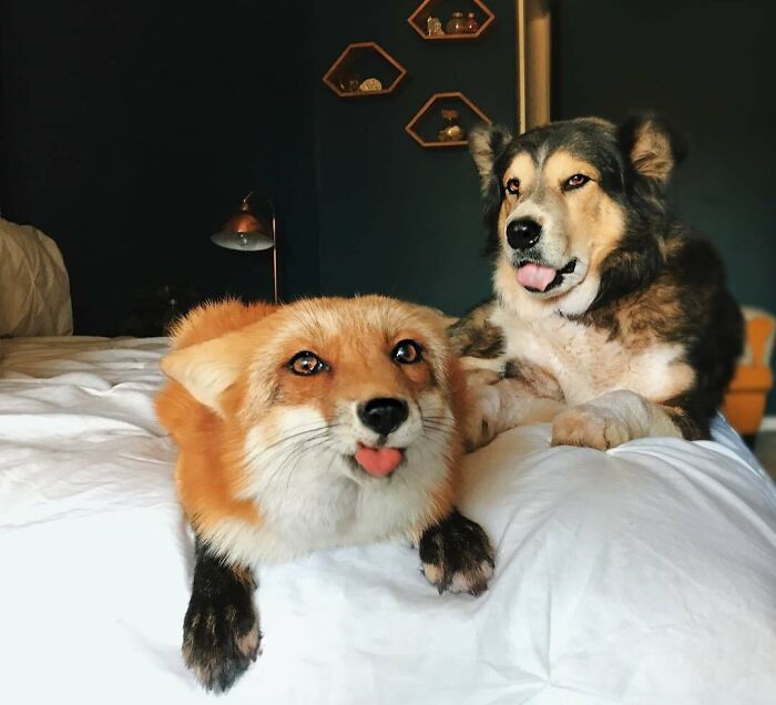 118 Hilariously Unphotogenic Animal Pics To Make Your Day Better (New Pics)