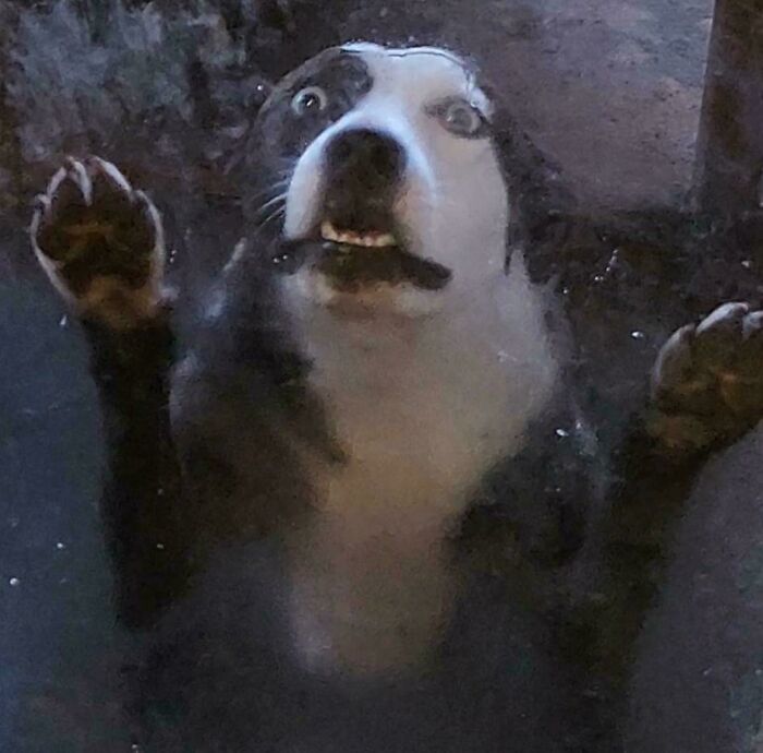 118 Hilariously Unphotogenic Animal Pics To Make Your Day Better (New Pics)