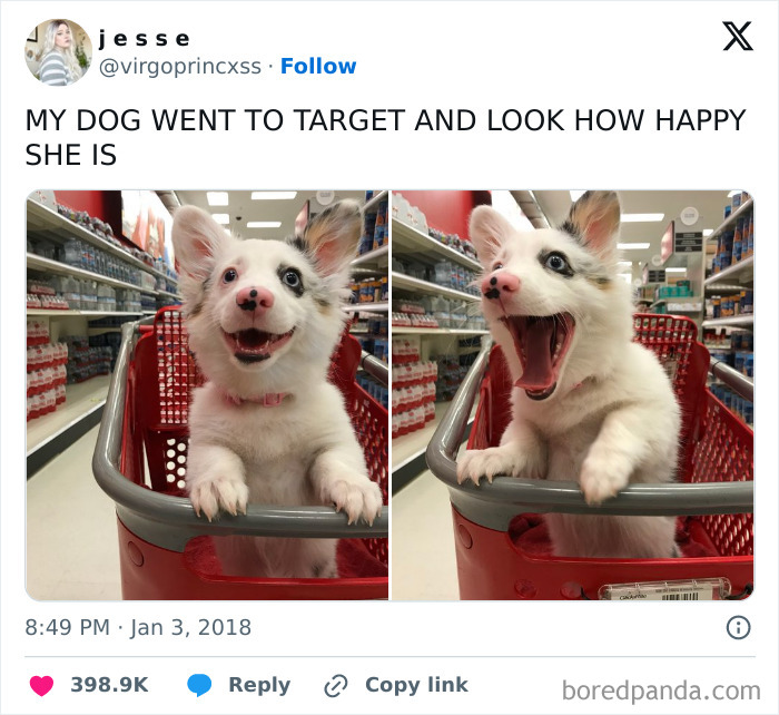 118 Hilariously Unphotogenic Animal Pics To Make Your Day Better (New Pics)