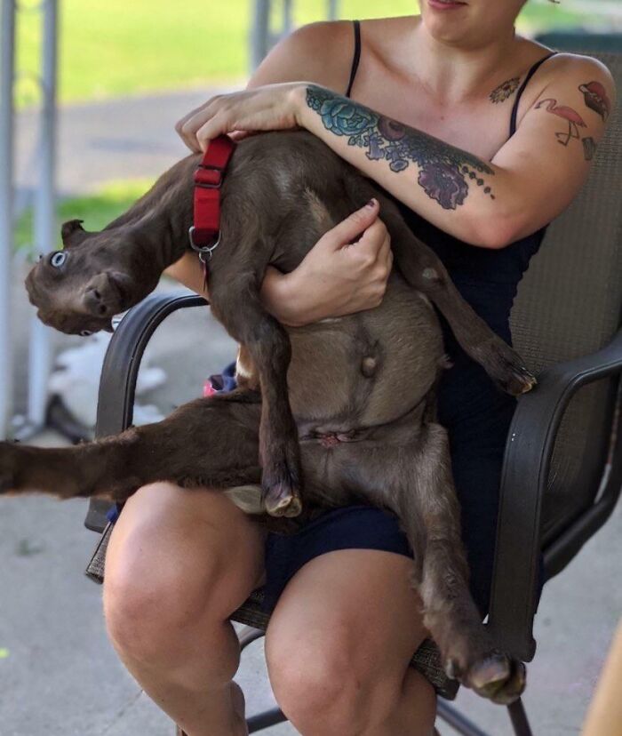 118 Hilariously Unphotogenic Animal Pics To Make Your Day Better (New Pics)