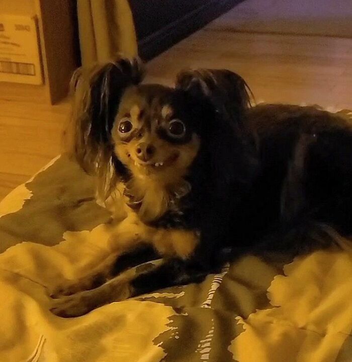 118 Hilariously Unphotogenic Animal Pics To Make Your Day Better (New Pics)