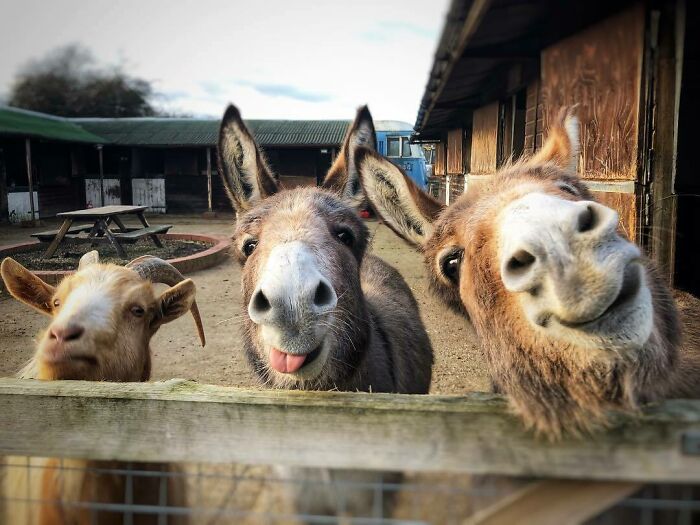 118 Hilariously Unphotogenic Animal Pics To Make Your Day Better (New Pics)