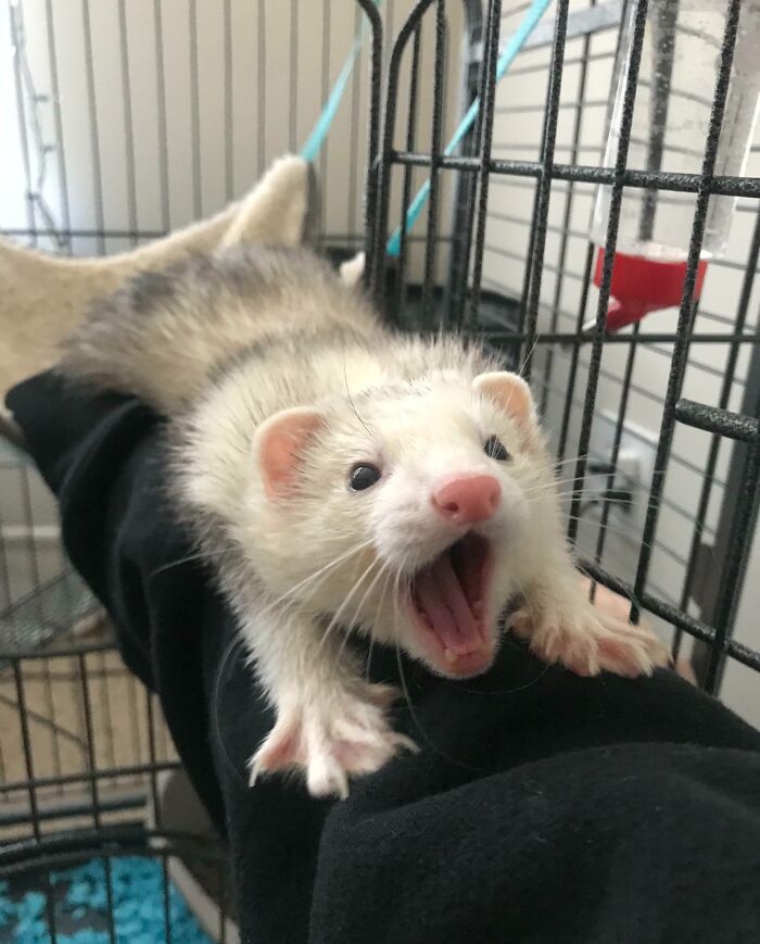 118 Hilariously Unphotogenic Animal Pics To Make Your Day Better (New Pics)