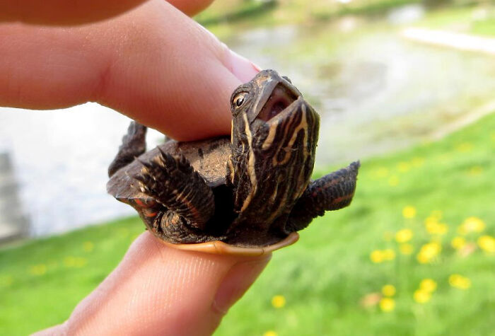 118 Hilariously Unphotogenic Animal Pics To Make Your Day Better (New Pics)