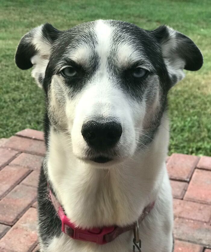 118 Hilariously Unphotogenic Animal Pics To Make Your Day Better (New Pics)