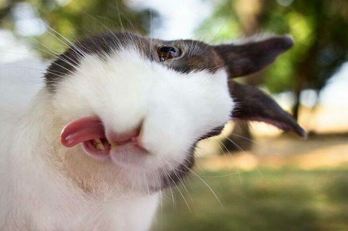 118 Hilariously Unphotogenic Animal Pics To Make Your Day Better (New Pics)
