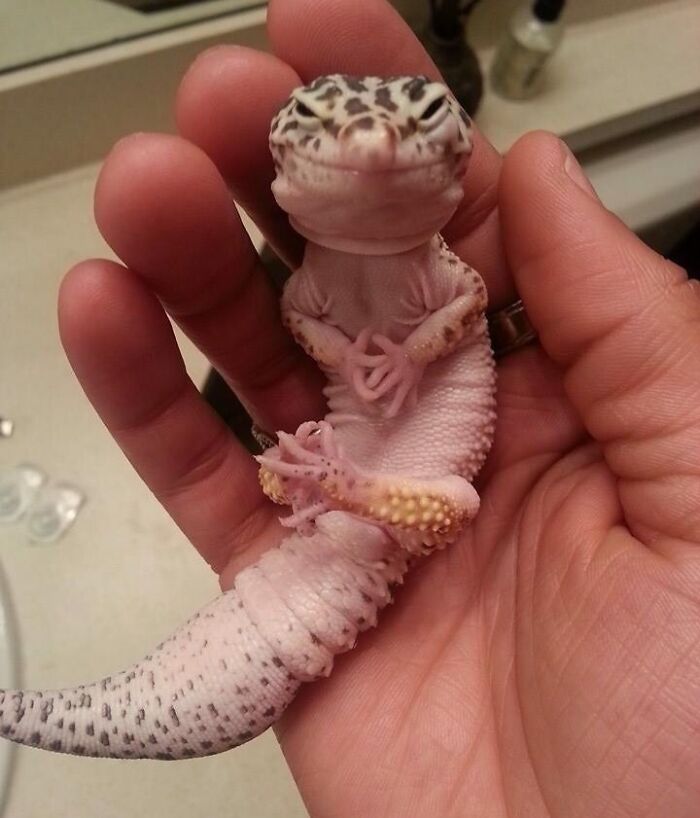 118 Hilariously Unphotogenic Animal Pics To Make Your Day Better (New Pics)