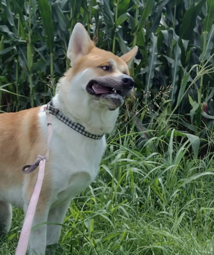 118 Hilariously Unphotogenic Animal Pics To Make Your Day Better (New Pics)