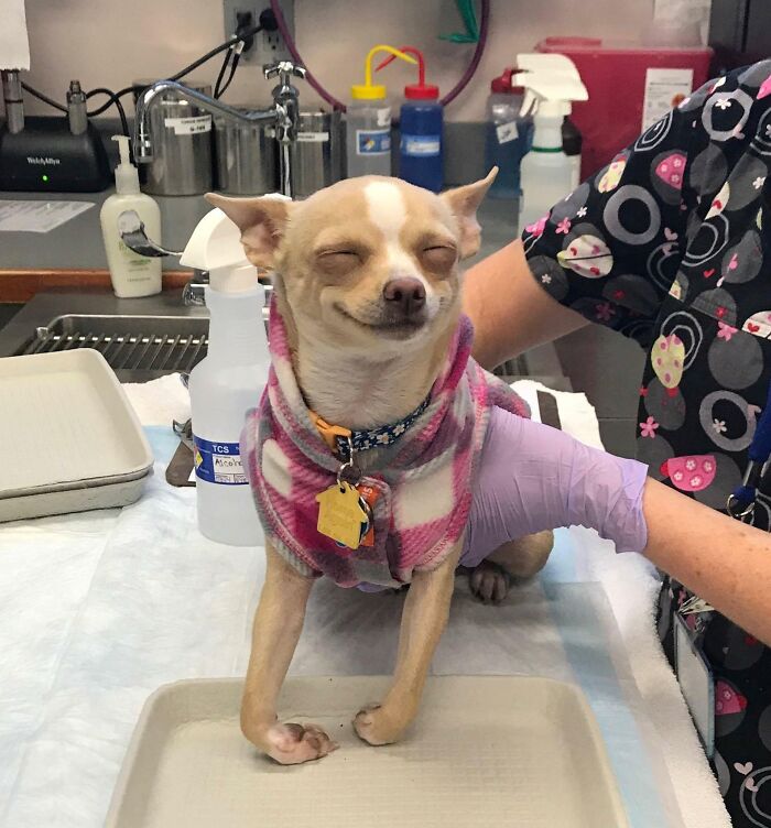 118 Hilariously Unphotogenic Animal Pics To Make Your Day Better (New Pics)