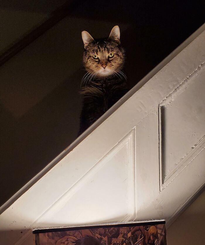 118 Hilariously Unphotogenic Animal Pics To Make Your Day Better (New Pics)