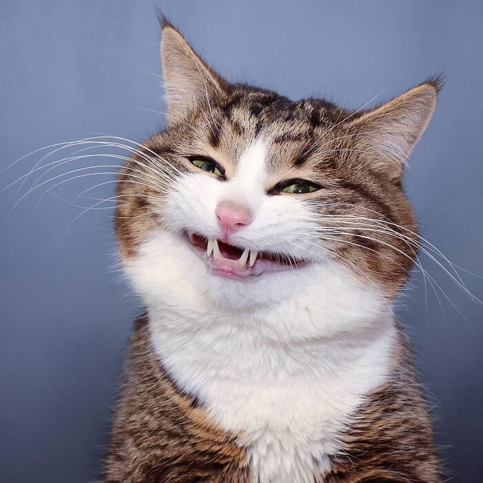 118 Hilariously Unphotogenic Animal Pics To Make Your Day Better (New Pics)