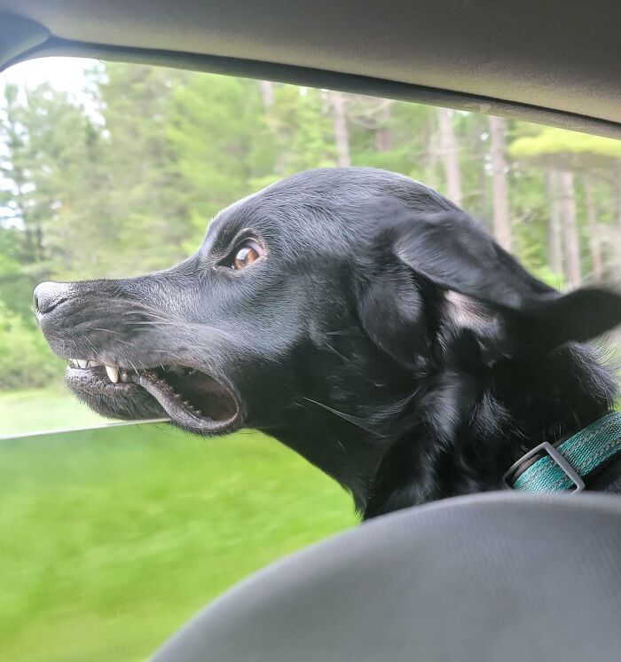 118 Hilariously Unphotogenic Animal Pics To Make Your Day Better (New Pics)